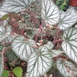 Begonia U-400 Live Starter Plant – Rare Tropical Beauty – 4 inch Tall – Shade Loving - Image 2