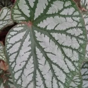 Begonia U-400 Live Starter Plant – Rare Tropical Beauty – 4 inch Tall – Shade Loving - Image 1