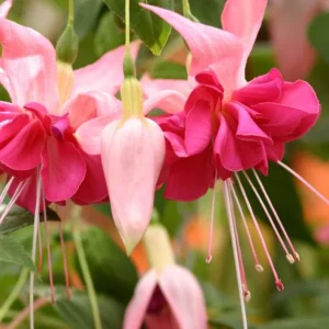 Bella Rosella Fuchsia Live Plant – 4 inch Pot – Hanging Basket Flower - Image 2