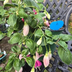 Bella Rosella Fuchsia Live Plant – 4 inch Pot – Hanging Basket Flower - Image 1