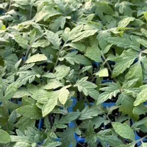 Big Beef Tomato Live Plants - 3-Pack, 6-10 inch Tall, 60+ Days Old, High Yielding - Image 1
