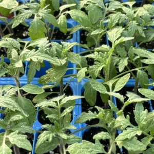Big Boy Tomato Live Plant - 2 Pack, 6-10" Tall, Outdoor Hybrid Vegetable - Image 1