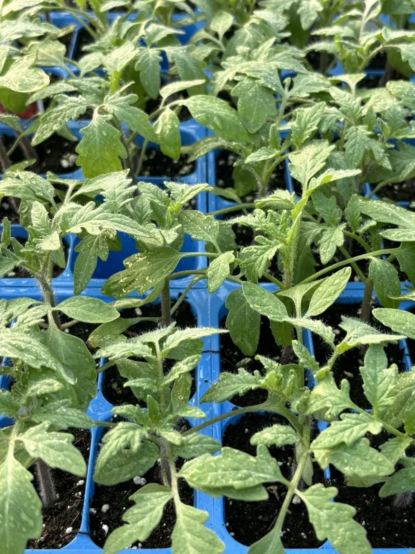 Big Boy Tomato Live Plant, 3 Pack, 6-10 in Tall, 60+ Days Old, Outdoor Vegetable - Image 1