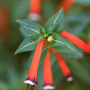Big Cigar Cuphea Live Plant (Cuphea ignea) - Pack of 2 - 5-9 inches tall - Orange Firecracker Flower - Outdoor Shrub - Image 2