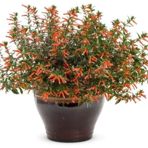 Big Cigar Cuphea Live Plant (Cuphea ignea) - Pack of 2 - 5-9 inches tall - Orange Firecracker Flower - Outdoor Shrub - Image 3
