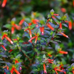 Big Cigar Cuphea Live Plant (Cuphea ignea) - Pack of 2 - 5-9 inches tall - Orange Firecracker Flower - Outdoor Shrub - Image 4