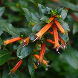 Big Cigar Cuphea Live Plant (Cuphea ignea) - Pack of 2 - 5-9 inches tall - Orange Firecracker Flower - Outdoor Shrub - Image 5