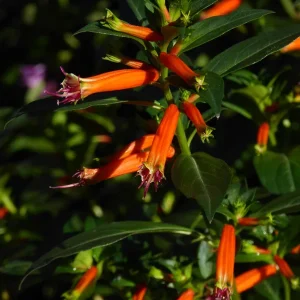 Big Cigar Cuphea Live Plant (Cuphea ignea) - Pack of 2 - 5-9 inches tall - Orange Firecracker Flower - Outdoor Shrub - Image 6