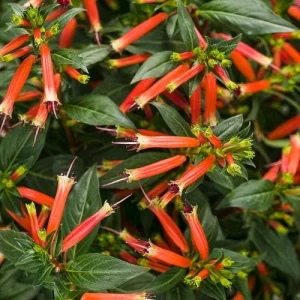 Big Cigar Cuphea Live Plant (Cuphea ignea) - Pack of 2 - 5-9 inches tall - Orange Firecracker Flower - Outdoor Shrub - Image 1