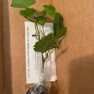 Big Daddy Thornless Blackberry Live Plant - 4-6 inch Starter Berry Bush for Home Garden - Image 2