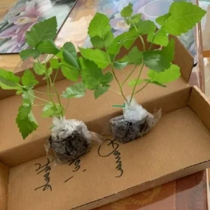 Big Daddy Thornless Blackberry Live Plant - 4-6 inch Starter Berry Bush for Home Garden - Image 3