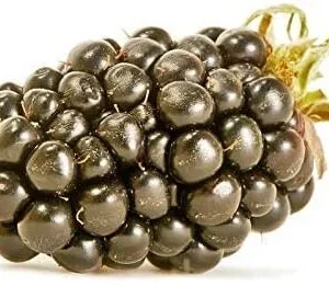 Big Daddy Thornless Blackberry Live Plant - 4-6 inch Starter Berry Bush for Home Garden - Image 5