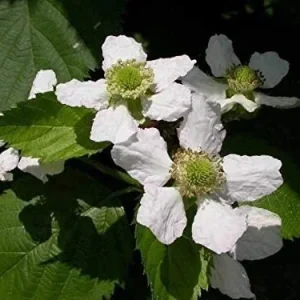 Big Daddy Thornless Blackberry Live Plant - 4-6 inch Starter Berry Bush for Home Garden - Image 6