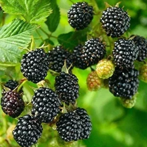 Big Daddy Thornless Blackberry Live Plant - 4-6 inch Starter Berry Bush for Home Garden - Image 7