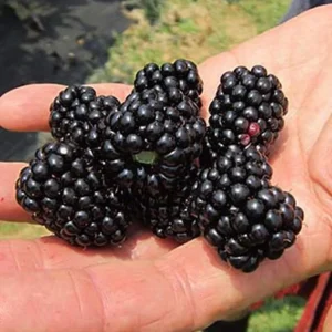 Big Daddy Thornless Blackberry Live Plant - 4-6 inch Starter Berry Bush for Home Garden - Image 1