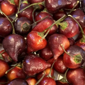 BIQUINHO PURPLE HOT CHILI LOT OF 3 Hot Pepper LIVE PLANTS - Image 1