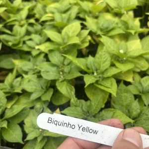 Biquinho Sweety Drop Yellow Chili Live Plants - 3 Pack, Mild Heat, Edible - Image 2