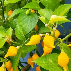BIQUINHO SWEETY DROP (YELLOW) CHILI LOT OF 3 Hot Pepper LIVE PLANTS - Image 1