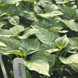 Biquinho White Pepper Live Plants - 3 Pack Mild Chili Peppers, 4-8 inches, Indoor/Outdoor - Image 2
