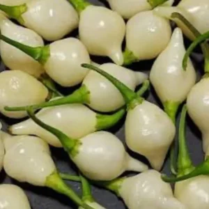 Biquinho White Pepper Live Plants - 3 Pack Mild Chili Peppers, 4-8 inches, Indoor/Outdoor - Image 1