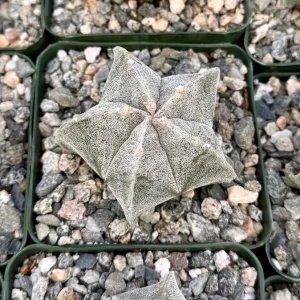 Bishop's Cap Cactus Live Plant – Astrophytum Myriostigma – 4" or 6" Pot – Indoor - Image 2