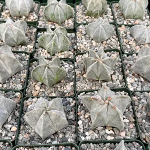 Bishop's Cap Cactus Live Plant – Astrophytum Myriostigma – 4