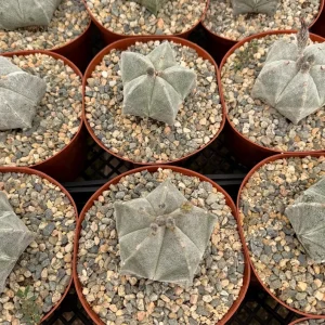 Bishop's Cap Cactus Live Plant – Astrophytum Myriostigma – 4