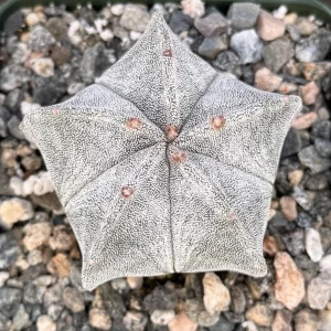 Bishop's Cap Cactus Live Plant – Astrophytum Myriostigma – 4" or 6" Pot – Indoor - Image 1