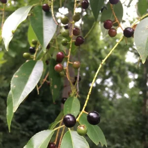 Black Cherry Seedling Live Plant – 4in Pot, 5in Tall – Outdoor Fruit Tree - Image 2