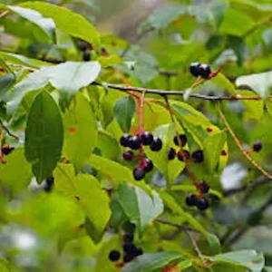 Black Cherry Seedling Live Plant – 4in Pot, 5in Tall – Outdoor Fruit Tree - Image 1