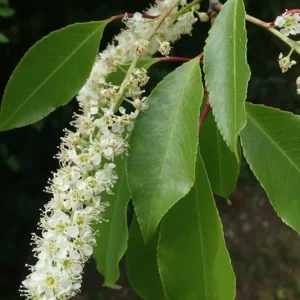 Black Cherry Tree Live Plant – 14-18in Tall – 1 Gallon Pot – Outdoor - Image 2