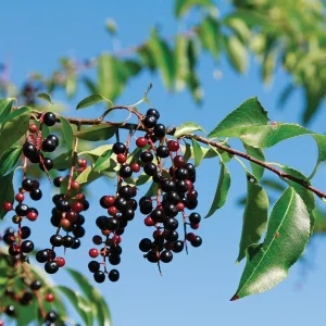 Black Cherry Tree Live Plant – 14-18in Tall – 1 Gallon Pot – Outdoor - Image 1