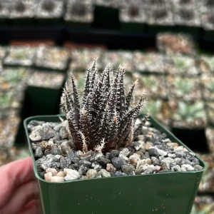 Black Haworthia Aloe Haworthioides Rare Succulent Live Plant - 3.5 Inch Pot - Image 2