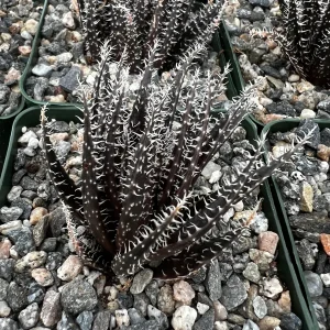 Black Haworthia Aloe Haworthioides Rare Succulent Live Plant - 3.5 Inch Pot - Image 3