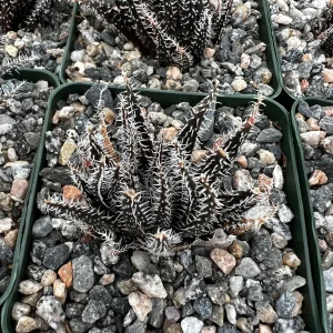 Black Haworthia Aloe Haworthioides Rare Succulent Live Plant - 3.5 Inch Pot - Image 4