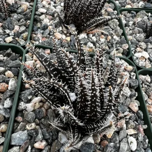 Black Haworthia Aloe Haworthioides Rare Succulent Live Plant - 3.5 Inch Pot - Image 5