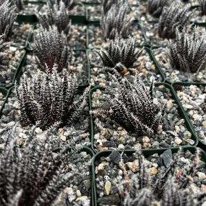 Black Haworthia Aloe Haworthioides Rare Succulent Live Plant - 3.5 Inch Pot - Image 6