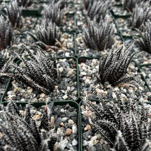Black Haworthia Aloe Haworthioides Rare Succulent Live Plant - 3.5 Inch Pot - Image 7