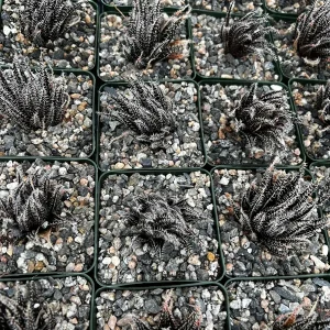 Black Haworthia Aloe Haworthioides Rare Succulent Live Plant - 3.5 Inch Pot - Image 8