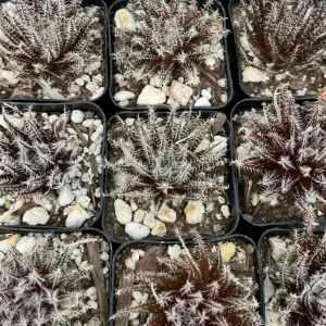 Black Haworthia Aloe Haworthioides Rare Succulent Live Plant - 3.5 Inch Pot - Image 9