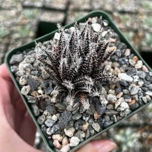 Black Haworthia Aloe Haworthioides Rare Succulent Live Plant - 3.5 Inch Pot - Image 1