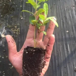 Black Jambu Live Plant 6-8in Tall, 4in Pot - Tropical Fruit Tree - Image 2
