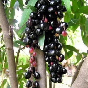 Black Jambu Live Plant 6-8in Tall, 4in Pot - Tropical Fruit Tree - Image 1