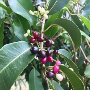 Black Jambu Plum Live Plant - 14-18 inches, 1 Gallon Pot, Fast Growing Fruit Tree - Image 2