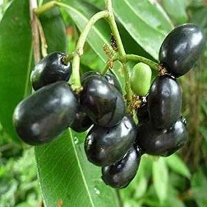 Black Jambu Plum Live Plant – Half Gallon Pot – Tropical Fruit Tree - Image 1