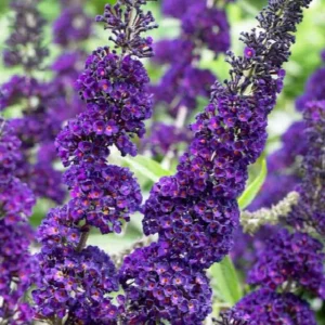 Black Knight Buddleia Live Plant – Dark Purple Butterfly Bush – 4 inch Pot – Outdoor Shrub - Image 2