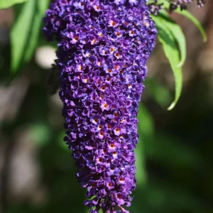 Black Knight Buddleia Live Plant – Dark Purple Butterfly Bush – 4 inch Pot – Outdoor Shrub - Image 1