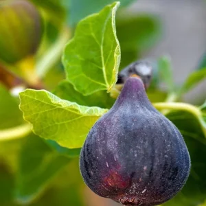Black Mission Fig Tree Live Plant - Ficus Carica - 2-5 inches Tall - Fruit Tree - Image 2
