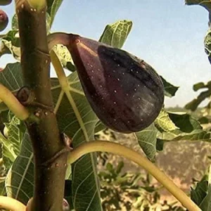 Black Mission Fig Tree Live Plant - Ficus Carica - 2-5 inches Tall - Fruit Tree - Image 4