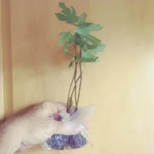 Black Mission Fig Tree Live Plant - Ficus Carica - 2-5 inches Tall - Fruit Tree - Image 5